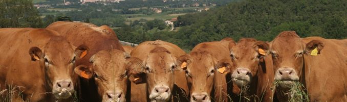 Al via la 40° edizione della Fiera Agricola Mugellana